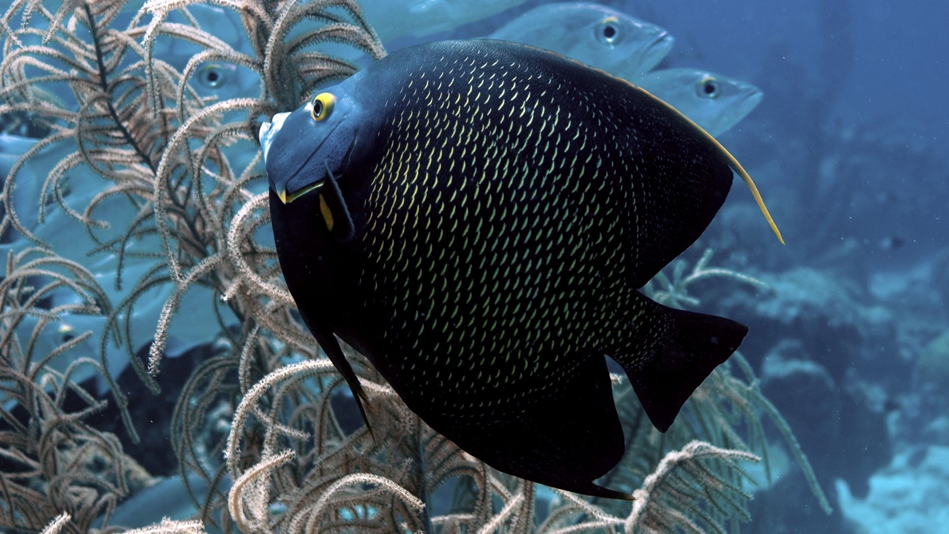 Wallpaper Fish, Flat, Underwater World, Beautiful - Black Discus Fish - HD Wallpaper 
