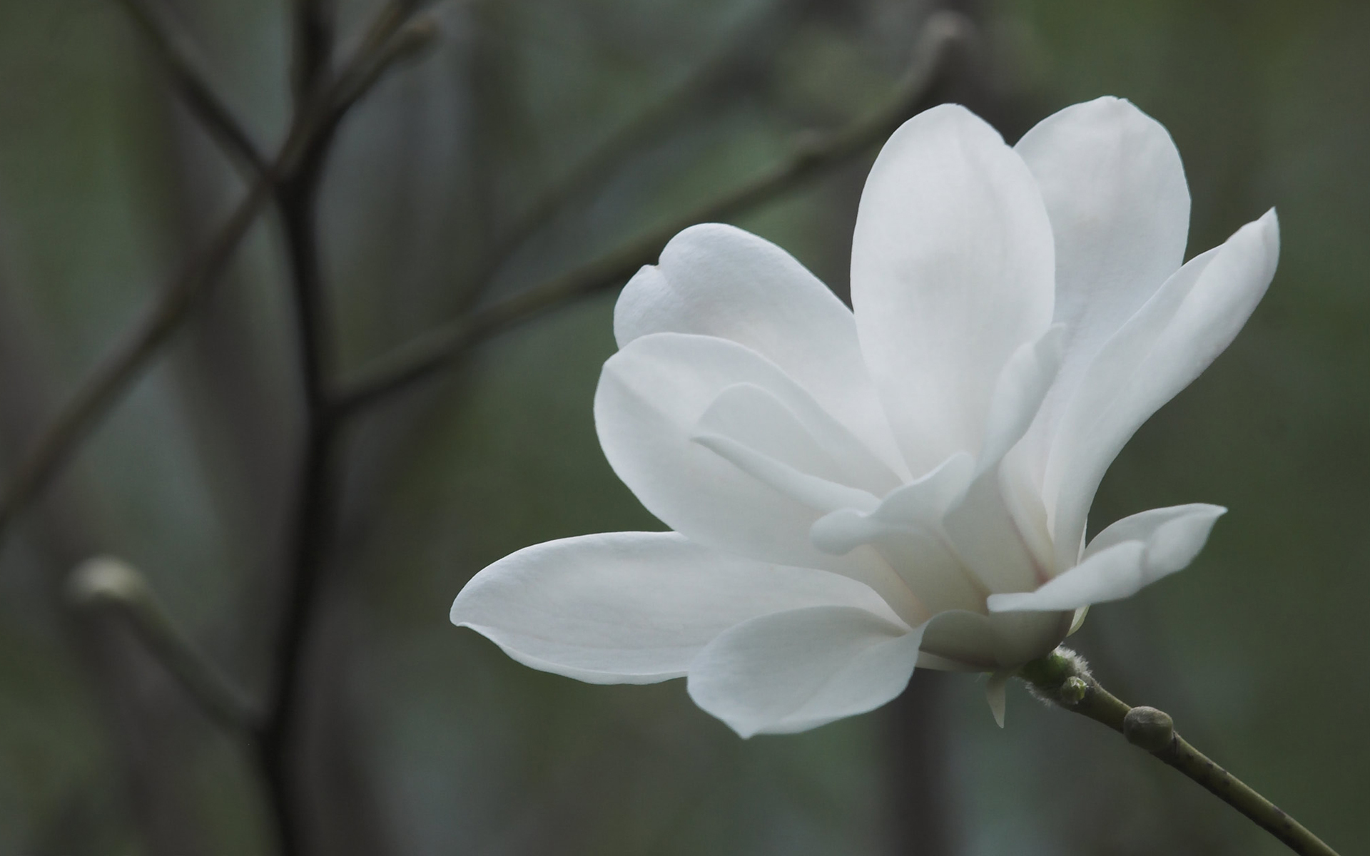 Beautiful White Magnolia - Macro White Flowers - HD Wallpaper 