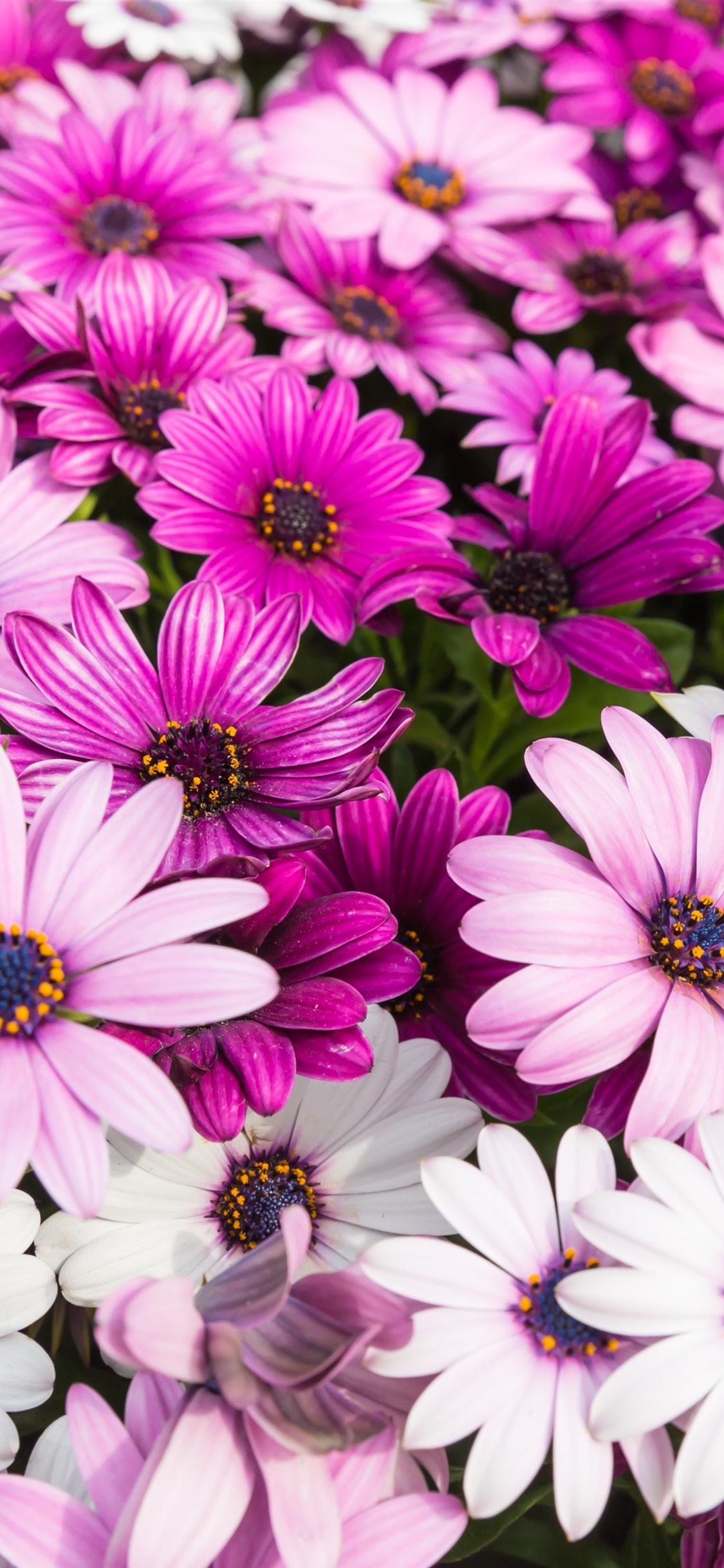 Iphone Wallpaper Beautiful Pink Chrysanthemum, Summer - African Daisy - HD Wallpaper 