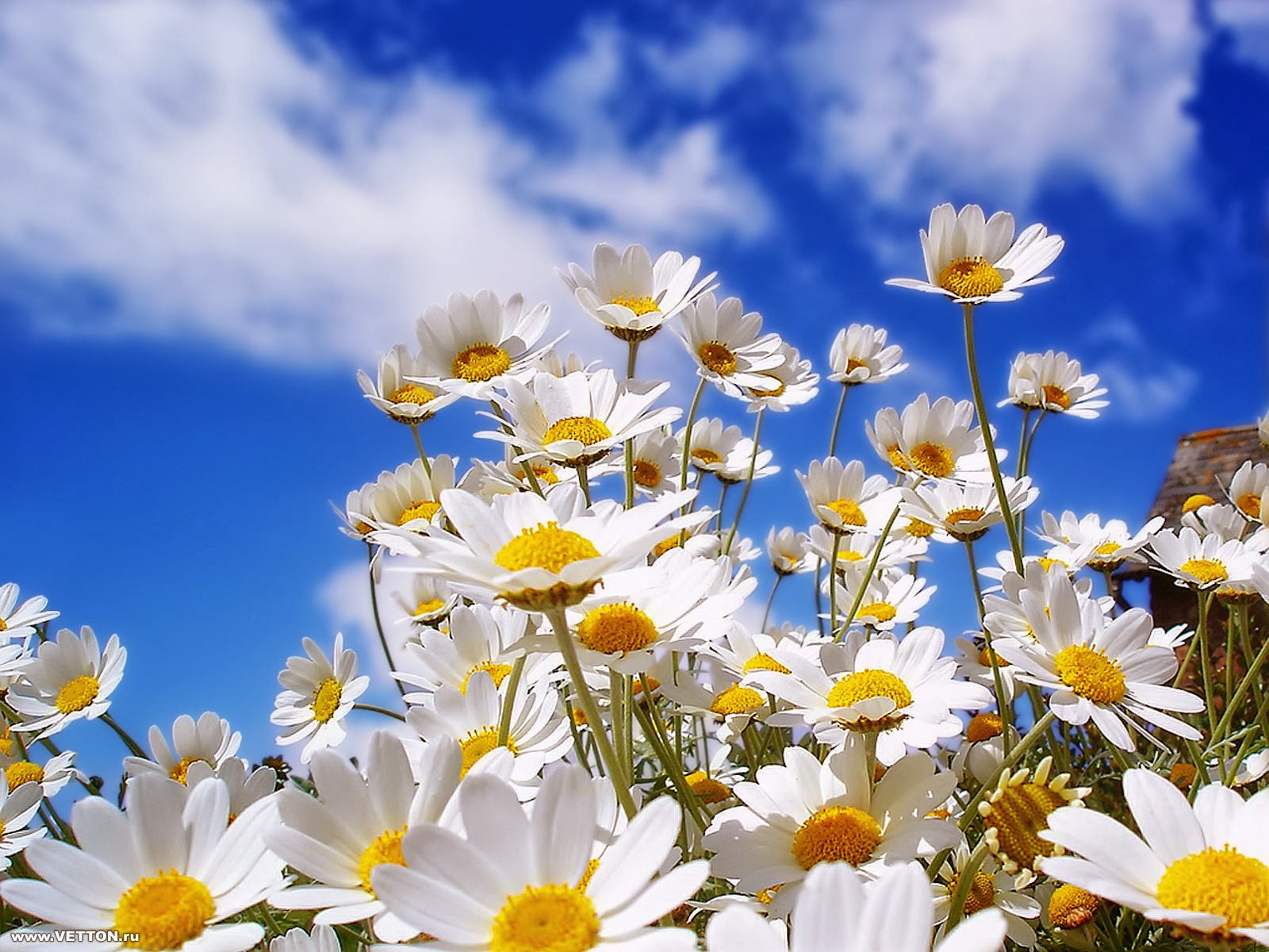 Beautiful White Sunflowers Wallpapers - Beautiful Spring Flower - HD Wallpaper 