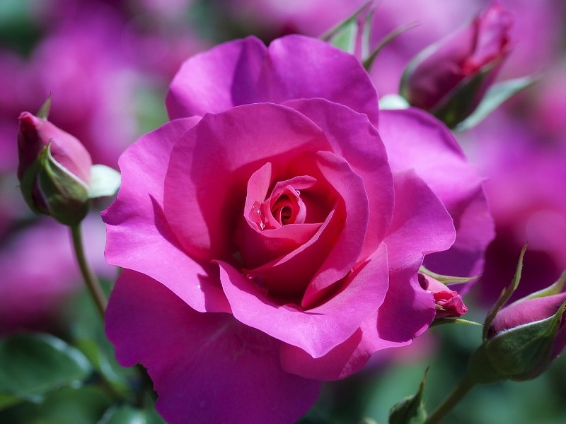 Beautiful Pink Rose Wallpaper - Flowers Photos Gallery Download - HD Wallpaper 
