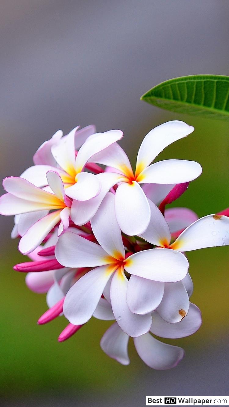 Good Morning - HD Wallpaper 