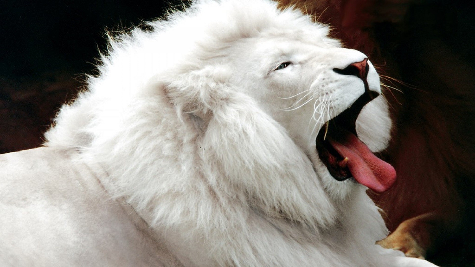 Beautiful White Lion - HD Wallpaper 
