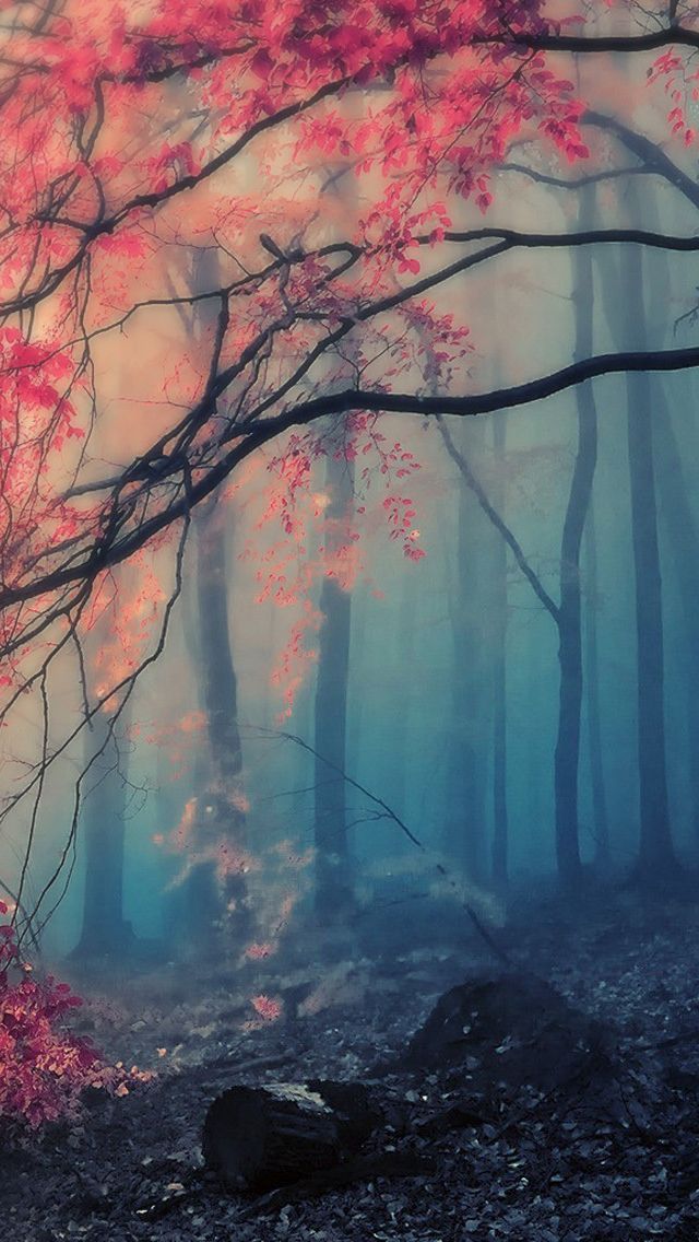 Blue And Pink Forest - HD Wallpaper 