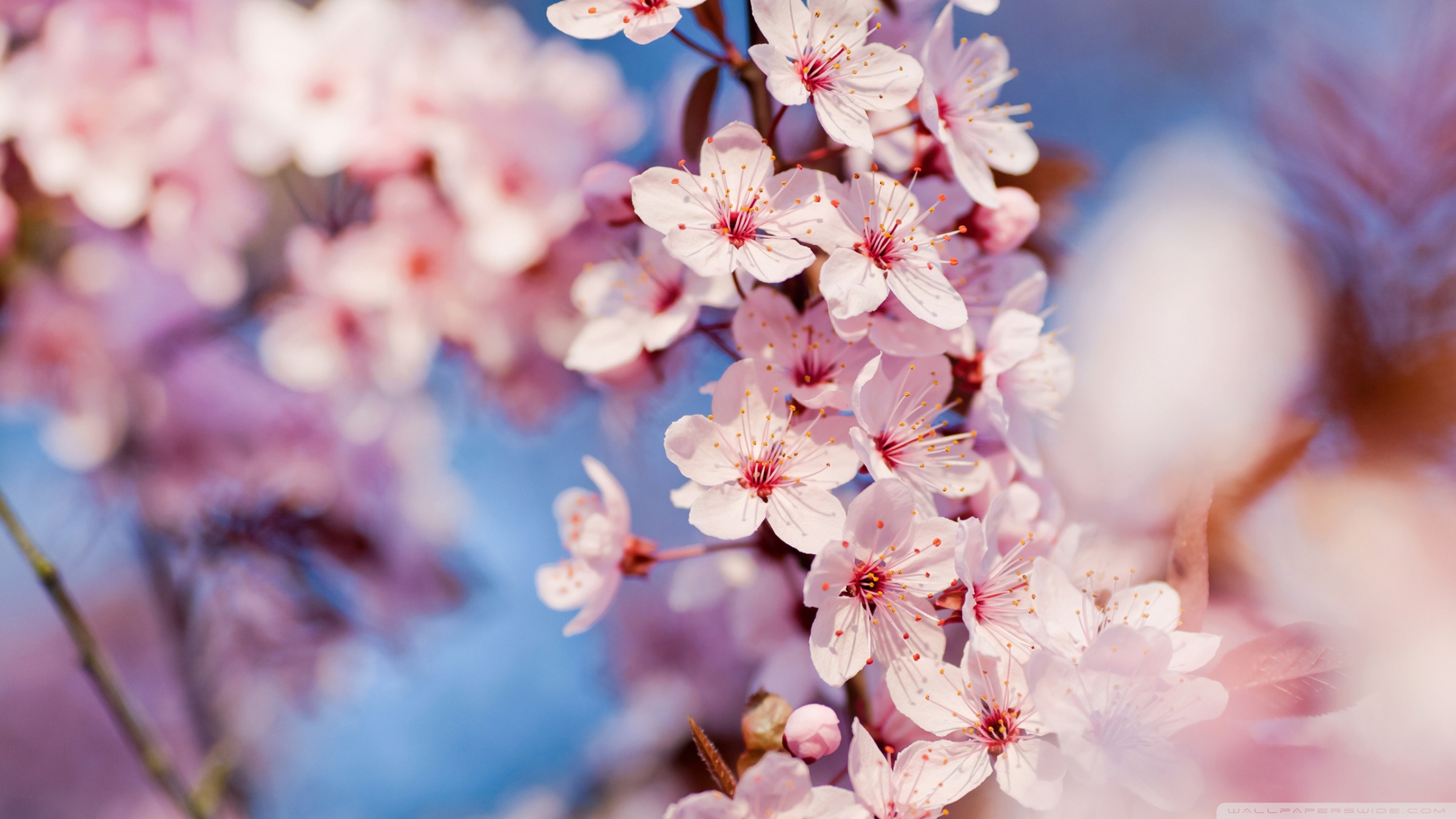 Beautiful Pink Cherry Blossom Wallpaper - Cherry Blossoms Japan Background - HD Wallpaper 