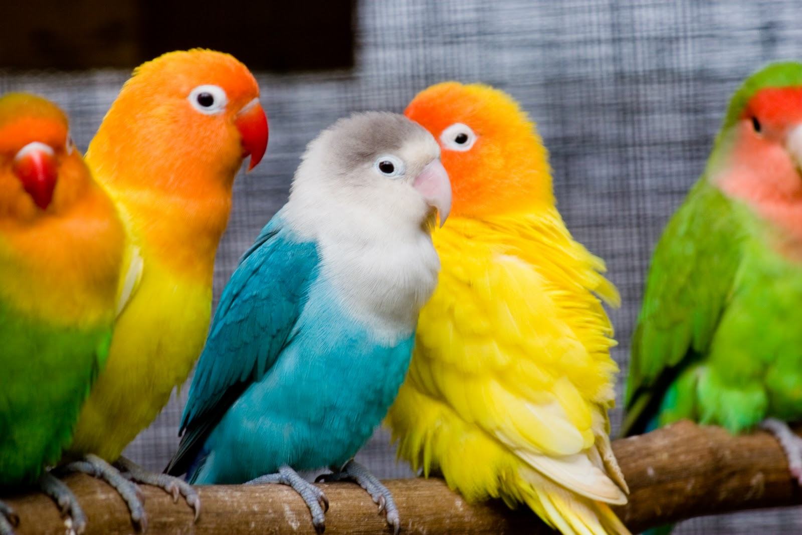 Beautiful Wallpapers Of Birds - Cute Love Birds - HD Wallpaper 