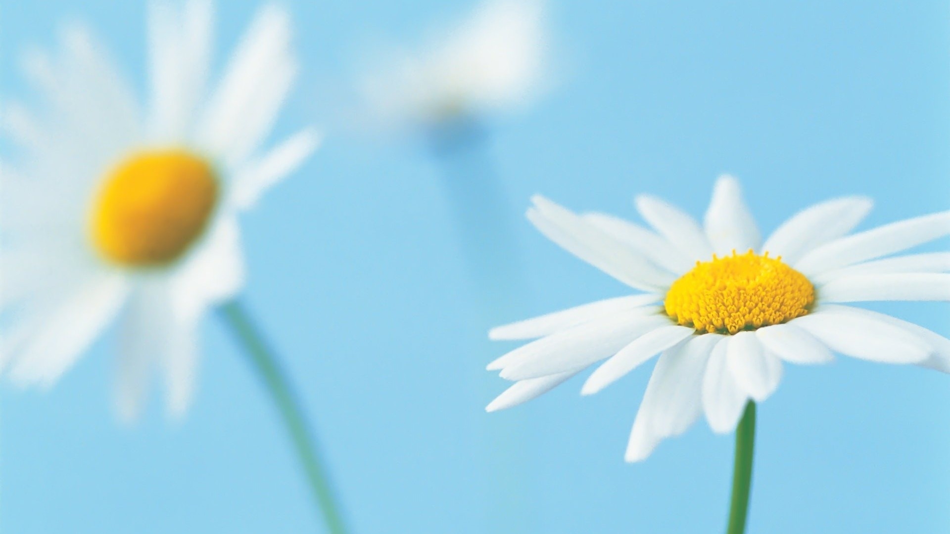 White Daisy Blue Background - HD Wallpaper 