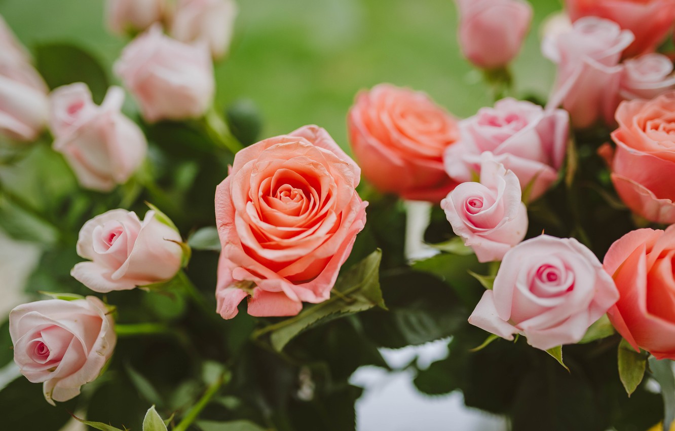 Photo Wallpaper Roses, Beautiful Flowers, Light Pink - Roses Beautiful -  1332x850 Wallpaper 