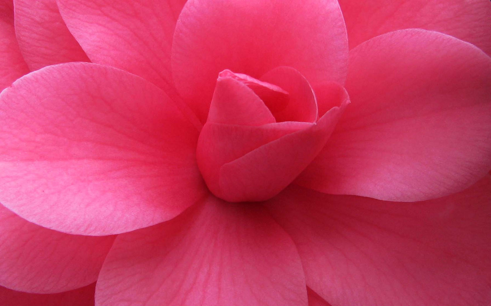 Beautiful Pic Flower Pink - HD Wallpaper 