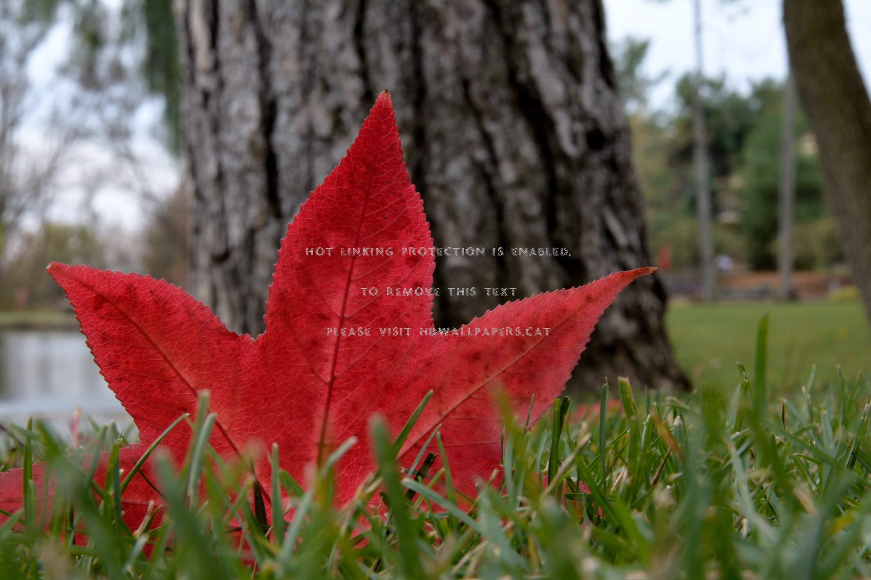 Autumn Macro Colors Red Leaf Pretty Nature - Maple Leaf - HD Wallpaper 