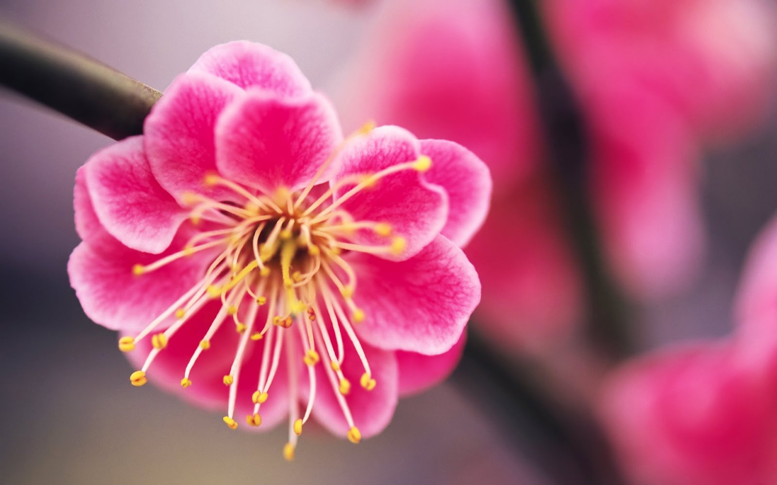 Online Education Can Be An Online Degree A Good Selection - Pink Flowers Images Hd - HD Wallpaper 