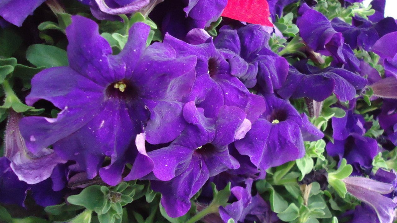 Browallia Speciosa - HD Wallpaper 