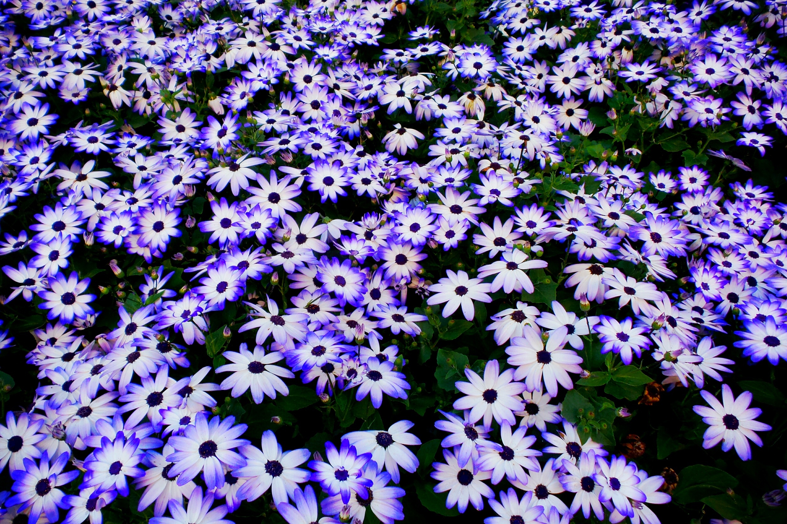Pericallis - HD Wallpaper 