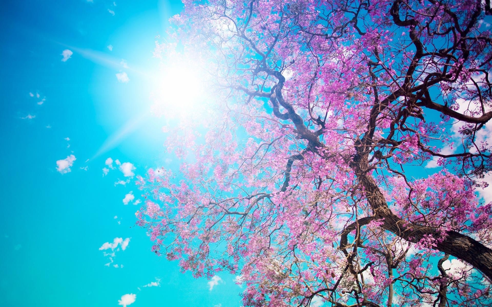 Cherry Blossom Tree Wallpapers Wallpapers) Wallpapers - Desktop Background - HD Wallpaper 