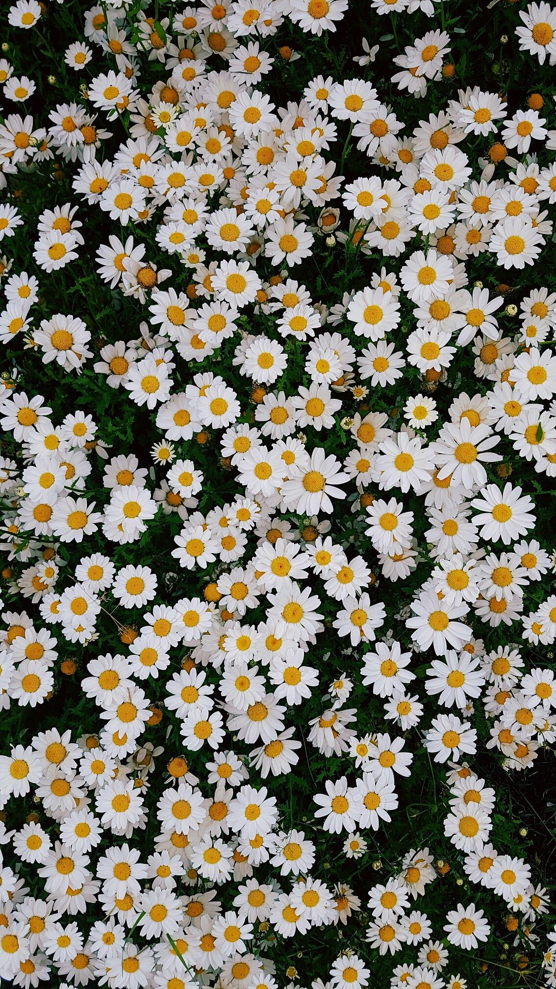 Beautiful Daisies Iphone Wallpaper - Papatya Duvar Kağıtları Hd - HD Wallpaper 