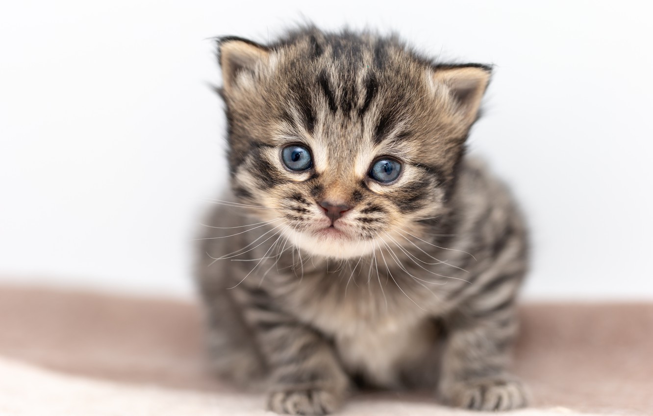 Photo Wallpaper Cat, Kitty, Grey, Baby, Cute, White - Dragon Li - HD Wallpaper 