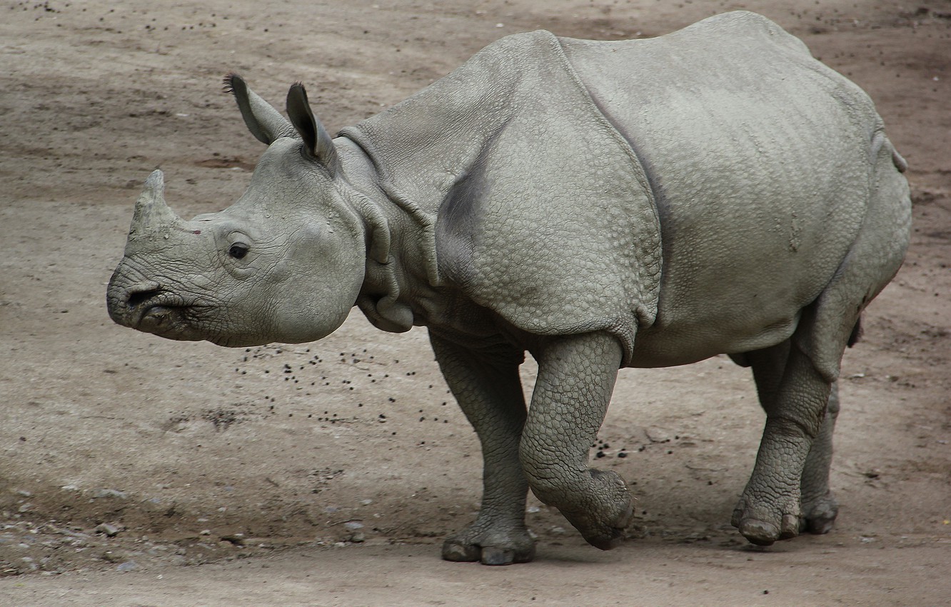 Photo Wallpaper Sand, Grey, Baby, Rhino, Young, Indian, - Rhinoceros - HD Wallpaper 