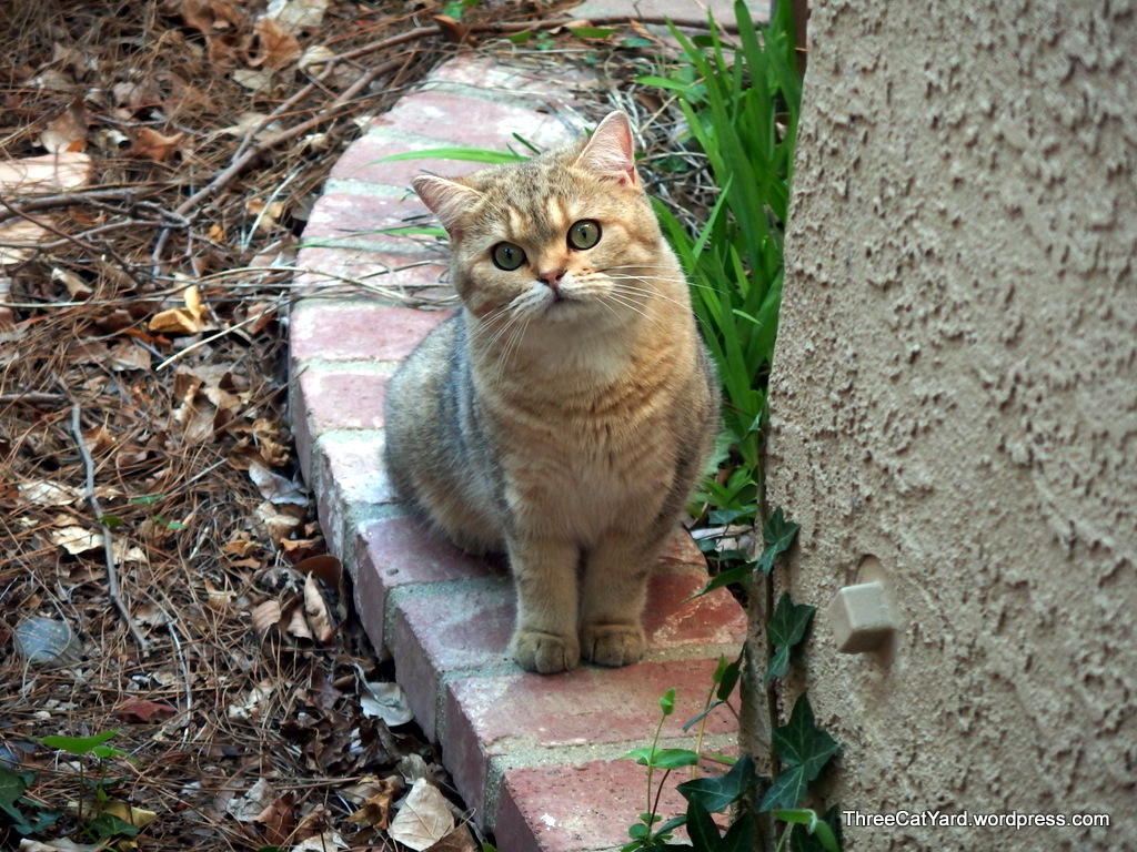 Grant Outside - Domestic Short-haired Cat - HD Wallpaper 
