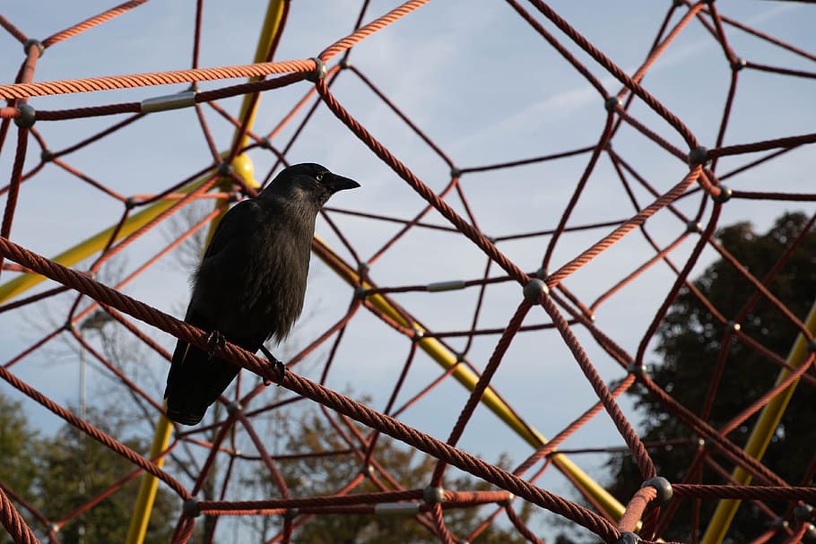 Crow, Children S Playground, Black Crow, Rope, Bird, - Perching Bird - HD Wallpaper 