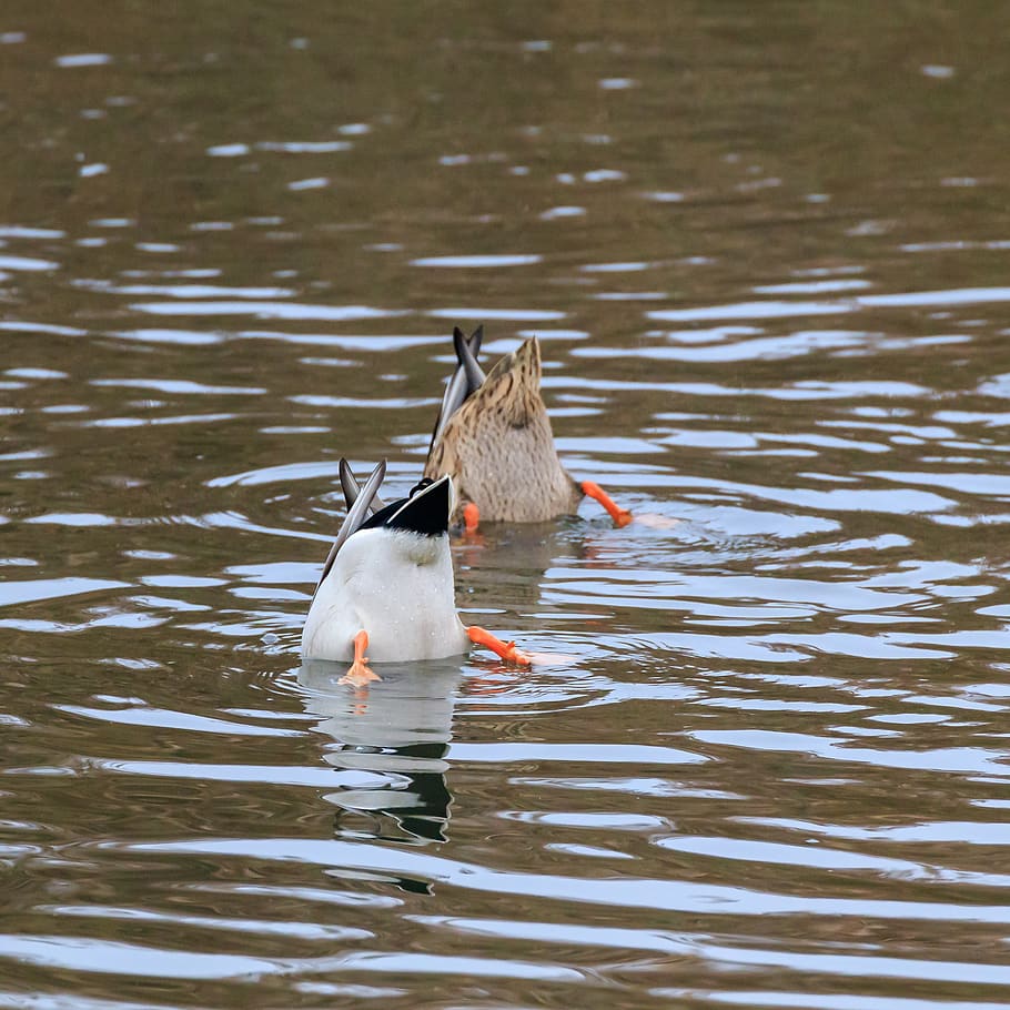 Duck, Diving, Truly, Children S Song, Animal World, - Ente Tauchen - HD Wallpaper 