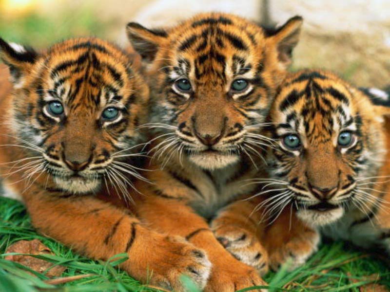 Tiger In A Tropical Rainforest - HD Wallpaper 
