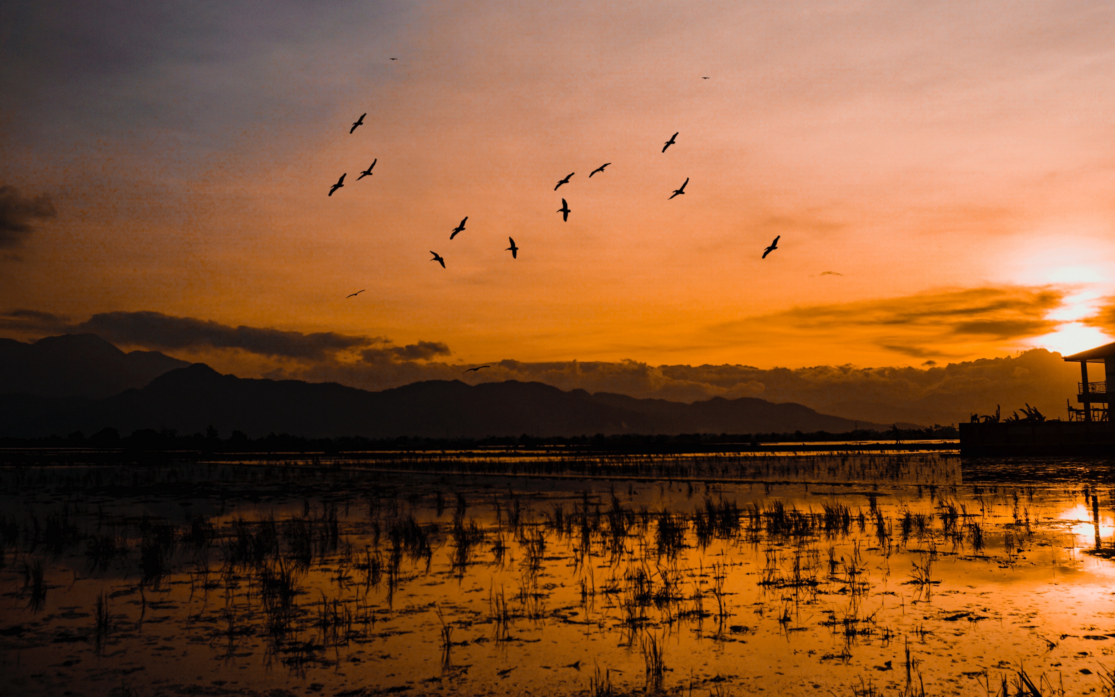 Wallpaper Sunset, Horizon, Birds, Silhouettes, Water, - Wallpaper - HD Wallpaper 