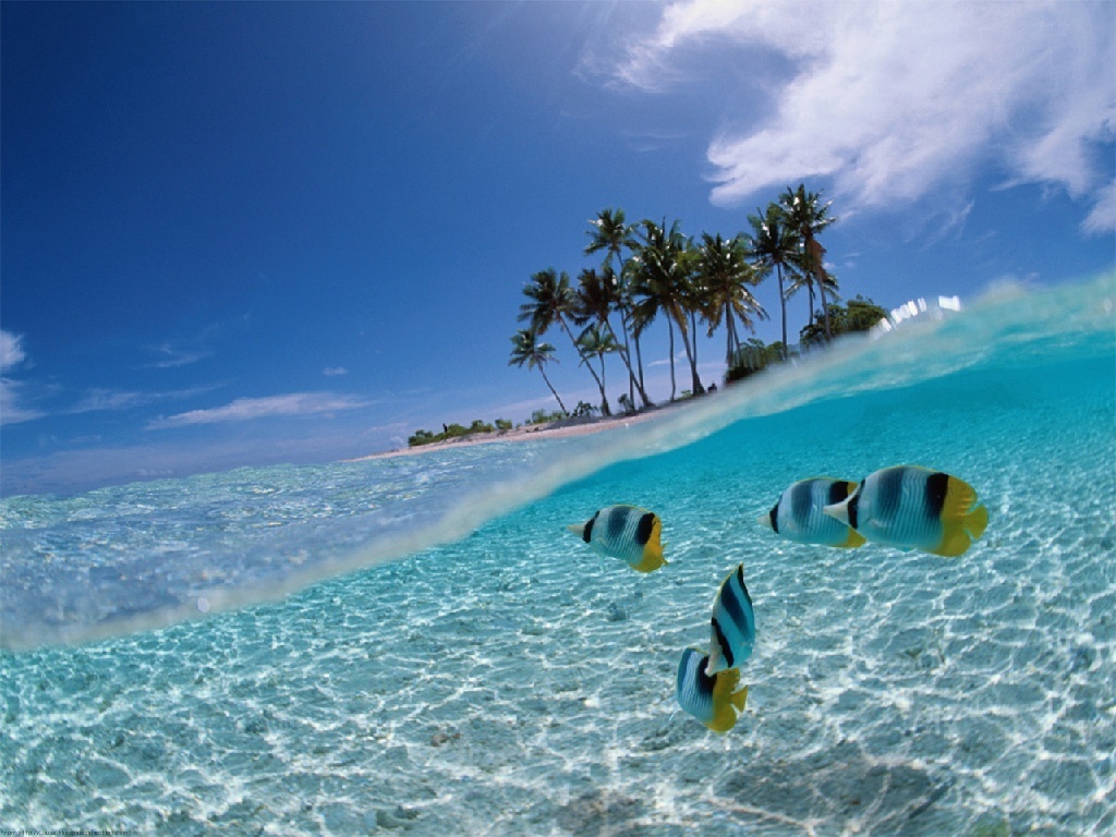 Fish, Beach, And Sea Image - Bali Beach Wallpaper Hd - 1024x768 Wallpaper - Fish, Beach, And Sea Image - Bali Beach Wallpaper Hd - 1024x768 Wallpaper -