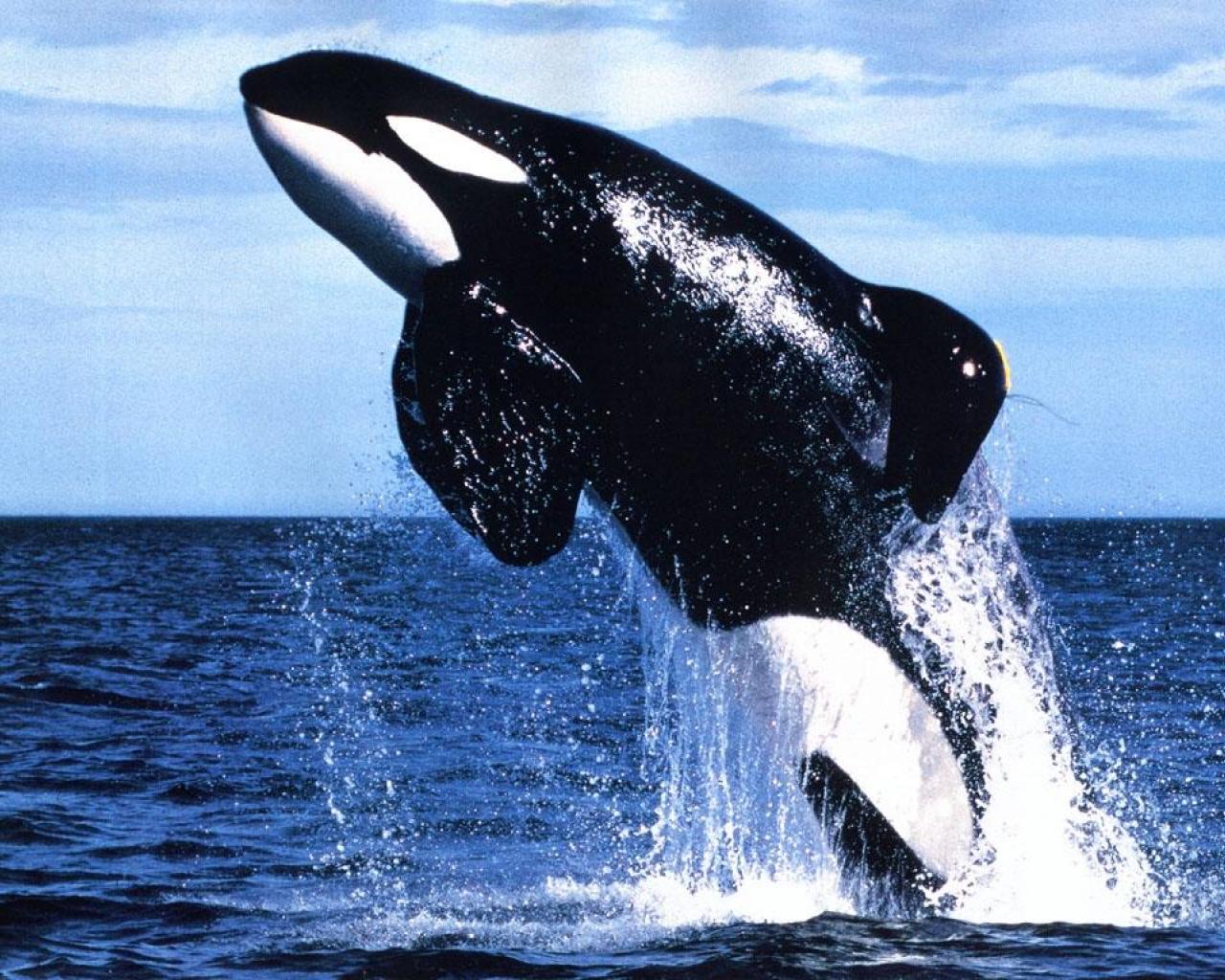 Whales For Kids - HD Wallpaper 