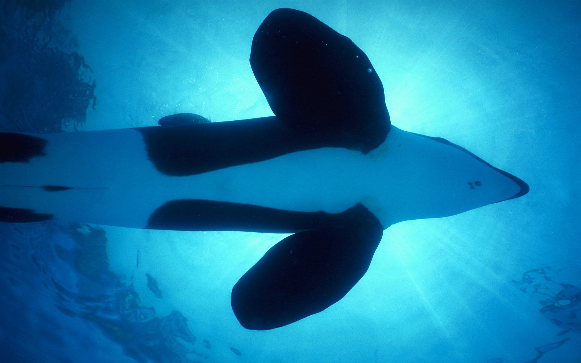 Orca Wallpapers Hd - HD Wallpaper 