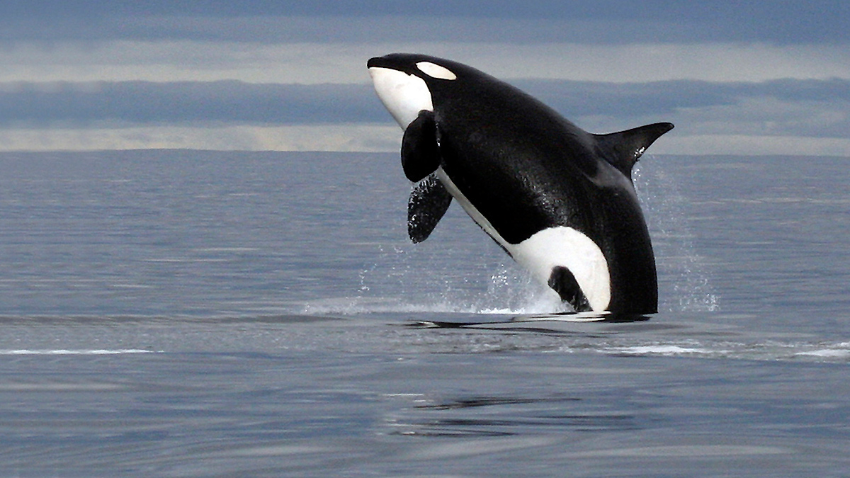 National Geographic Killer Whale - HD Wallpaper 
