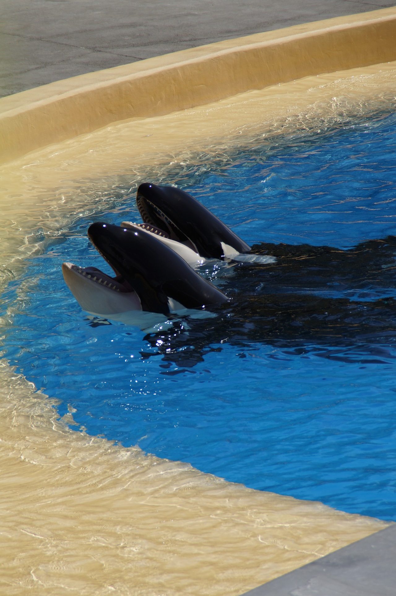 Killer Whale - HD Wallpaper 