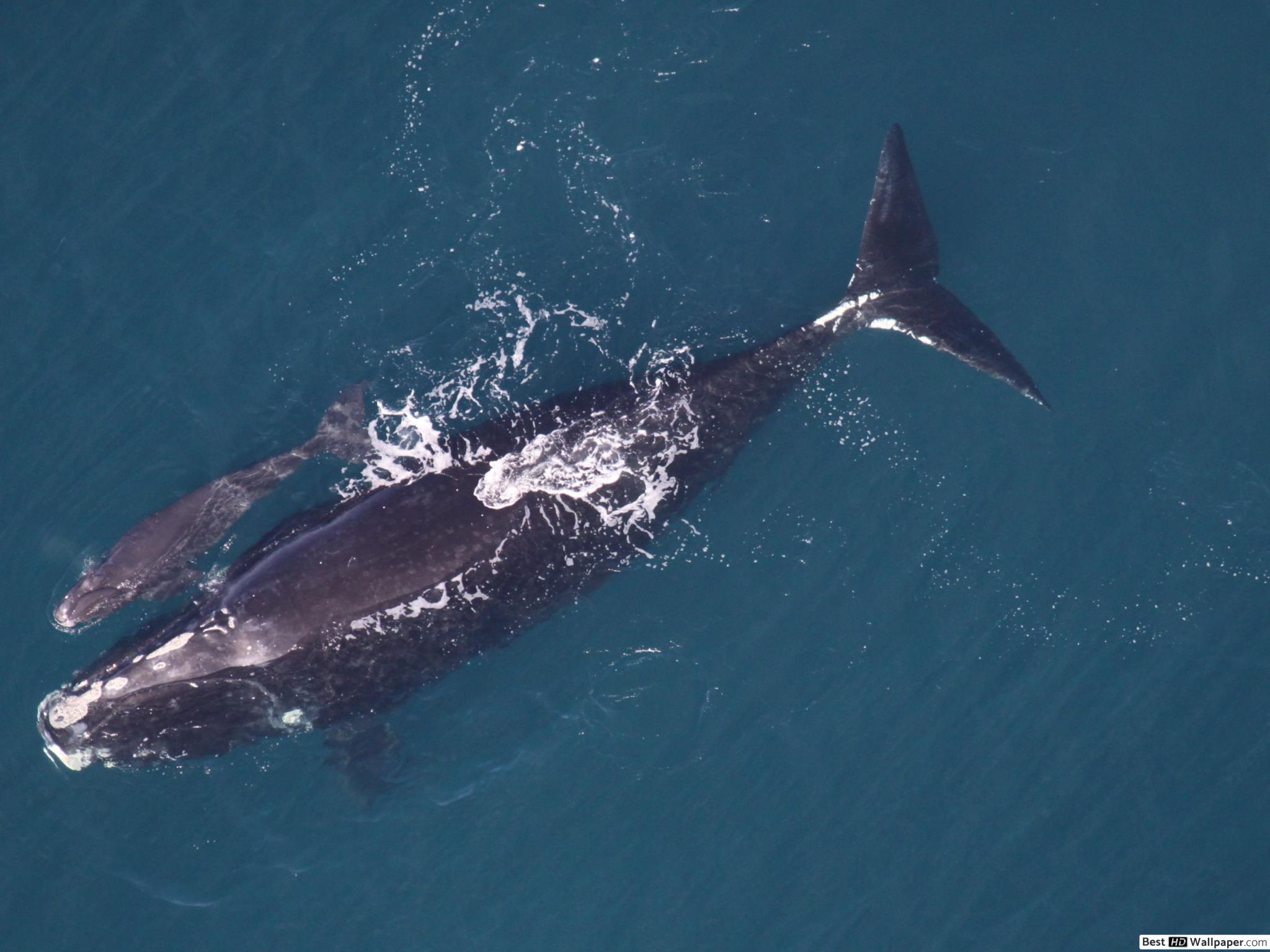 Clearwater Beach Whales - HD Wallpaper 