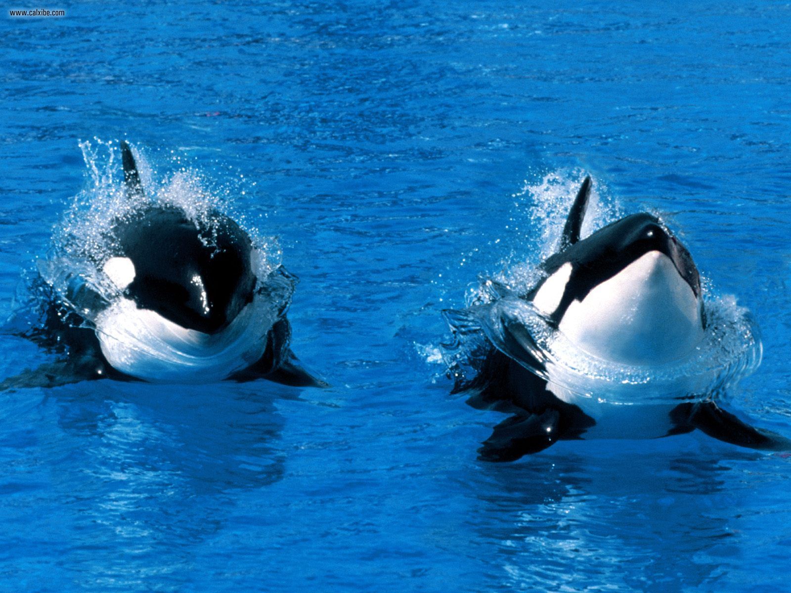 Killer Whale Desktop - HD Wallpaper 