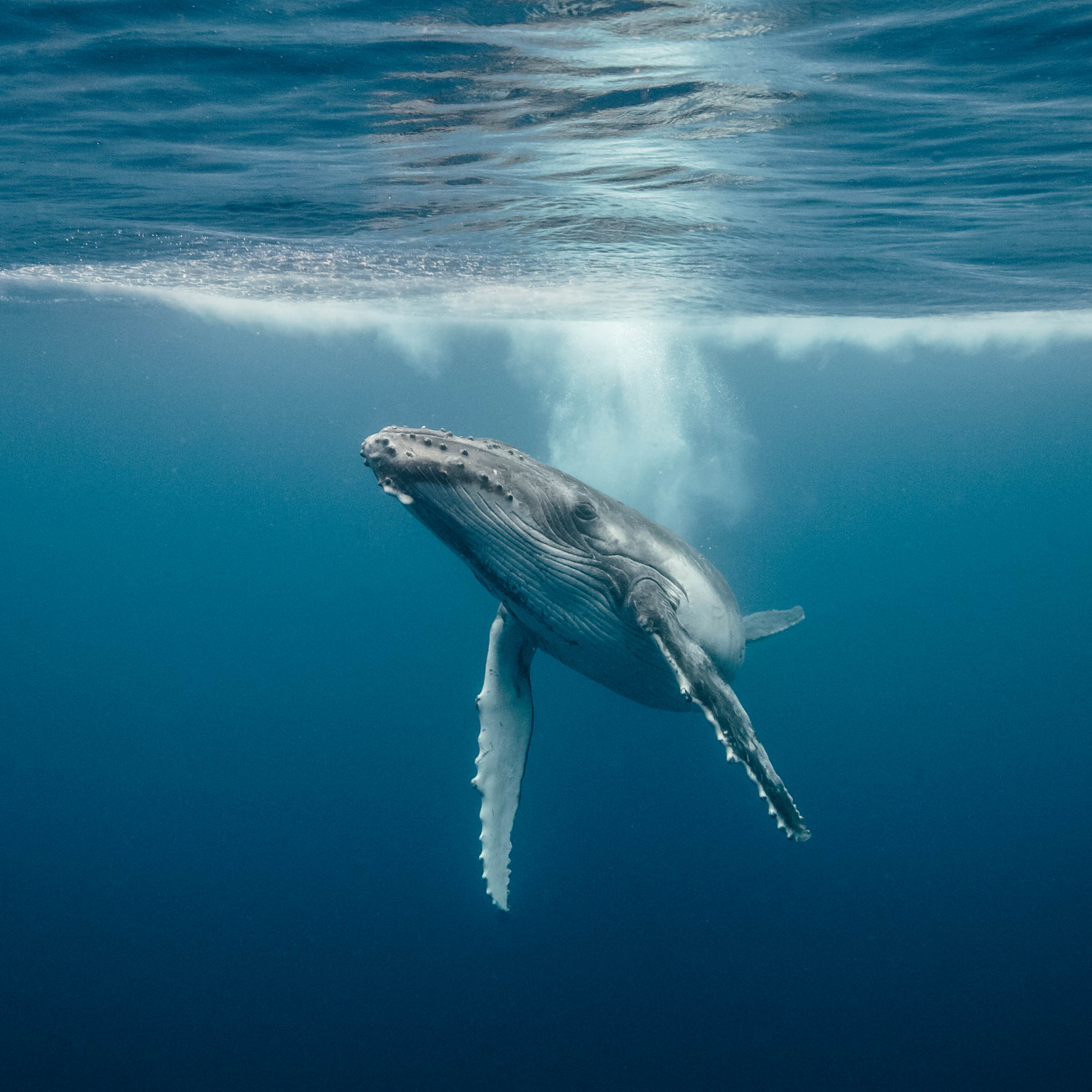 Whale Hd Wallpapers, Desktop Wallpaper - HD Wallpaper 