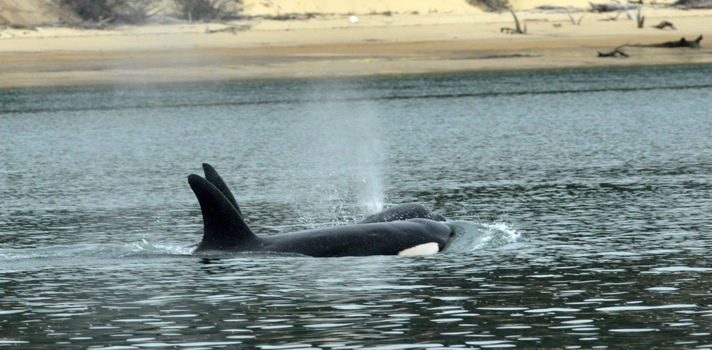 Gettyimages-172818279 - Killer Whale - HD Wallpaper 