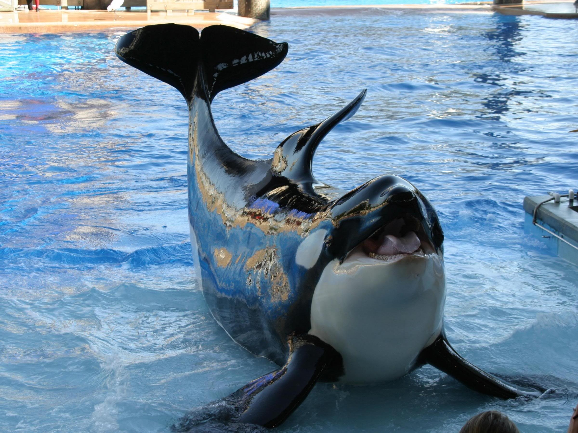 Killer Whale - 2400x1799 Wallpaper - teahub.io