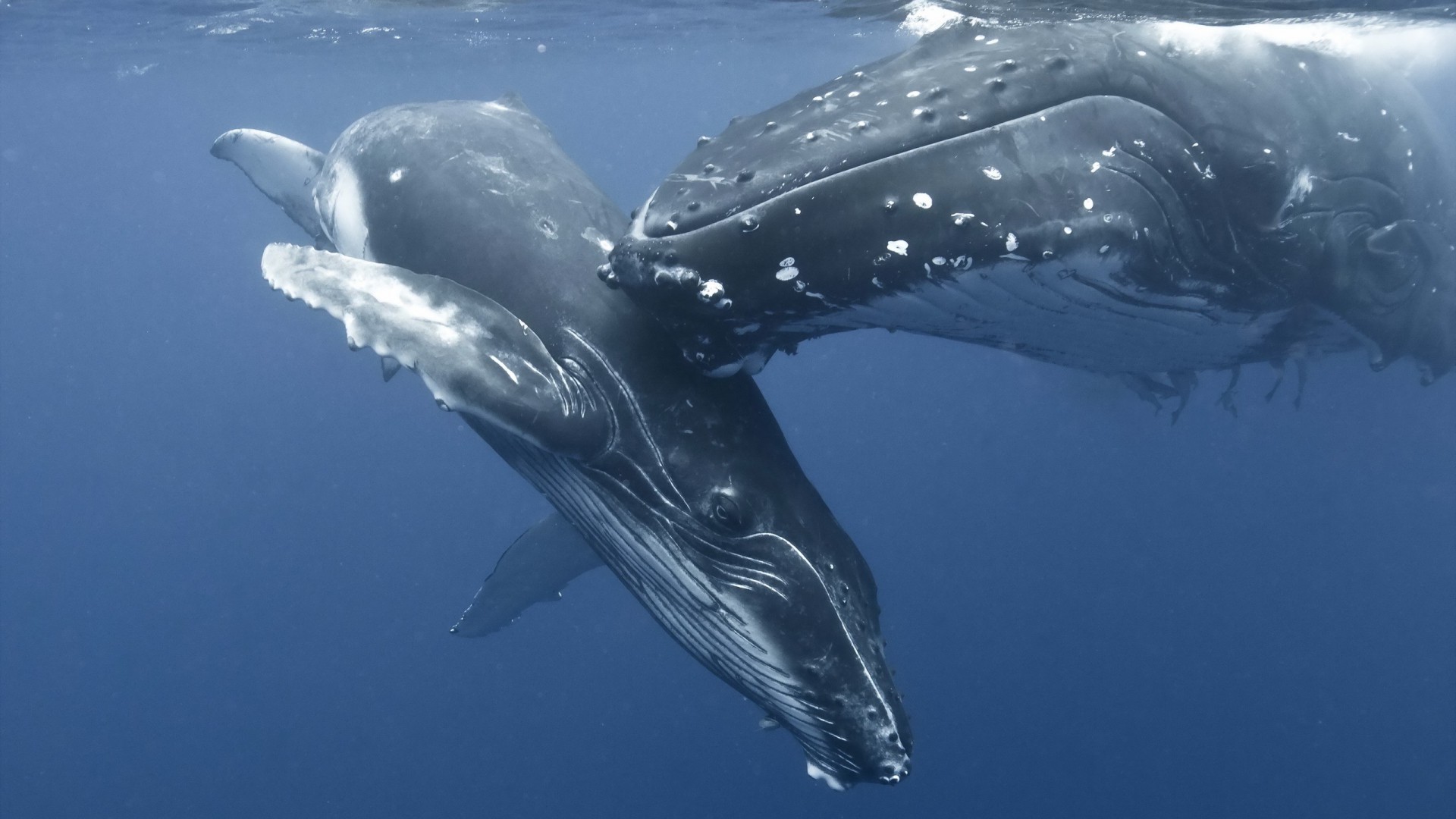 Nature, Animals, Whale, Water, Sea, Underwater, Baby - Humpback Whale Hd - HD Wallpaper 