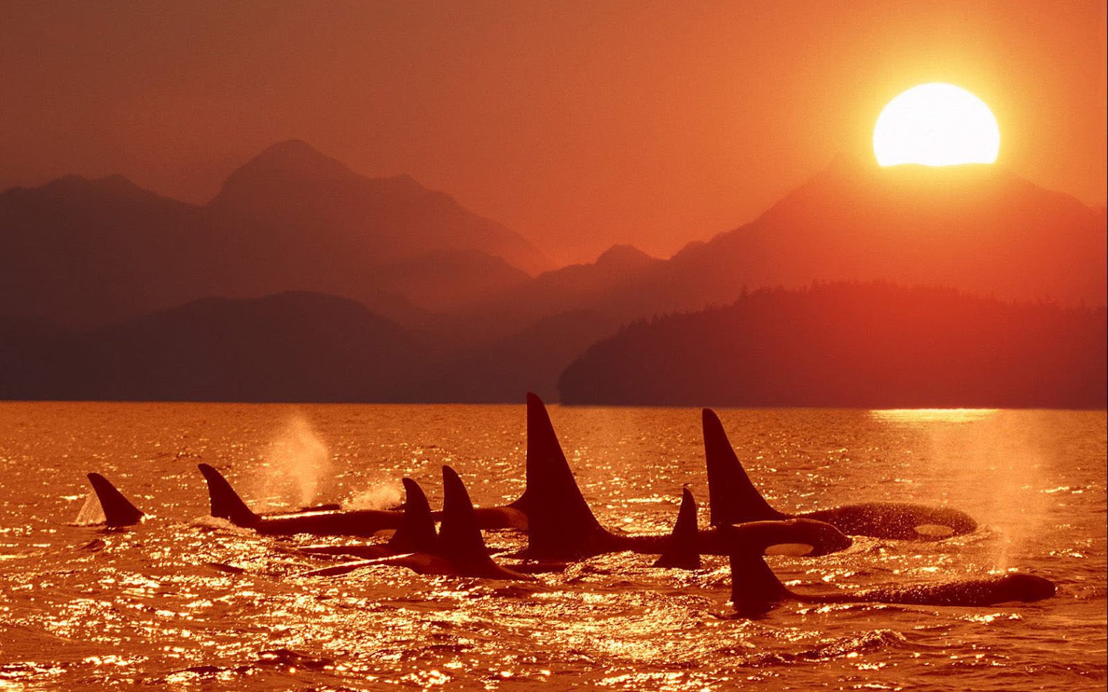 Killer Whales Wallpaper Hd - HD Wallpaper 
