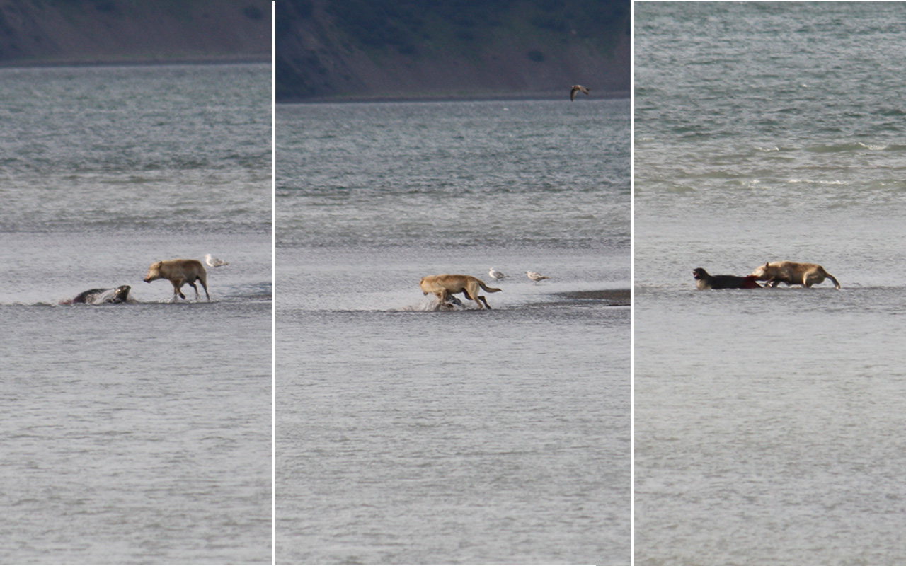 Wolf Attacking A Harbor Seal At Low Tide - Red Fox - HD Wallpaper 