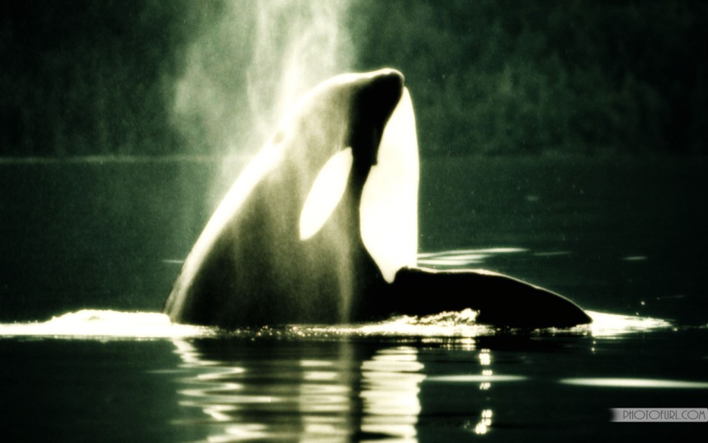 Killer Whale Wallpapers - HD Wallpaper 
