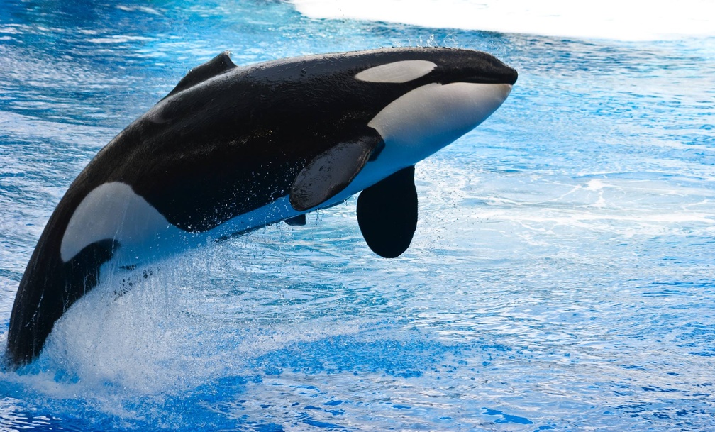 New Species Killer Whale - HD Wallpaper 