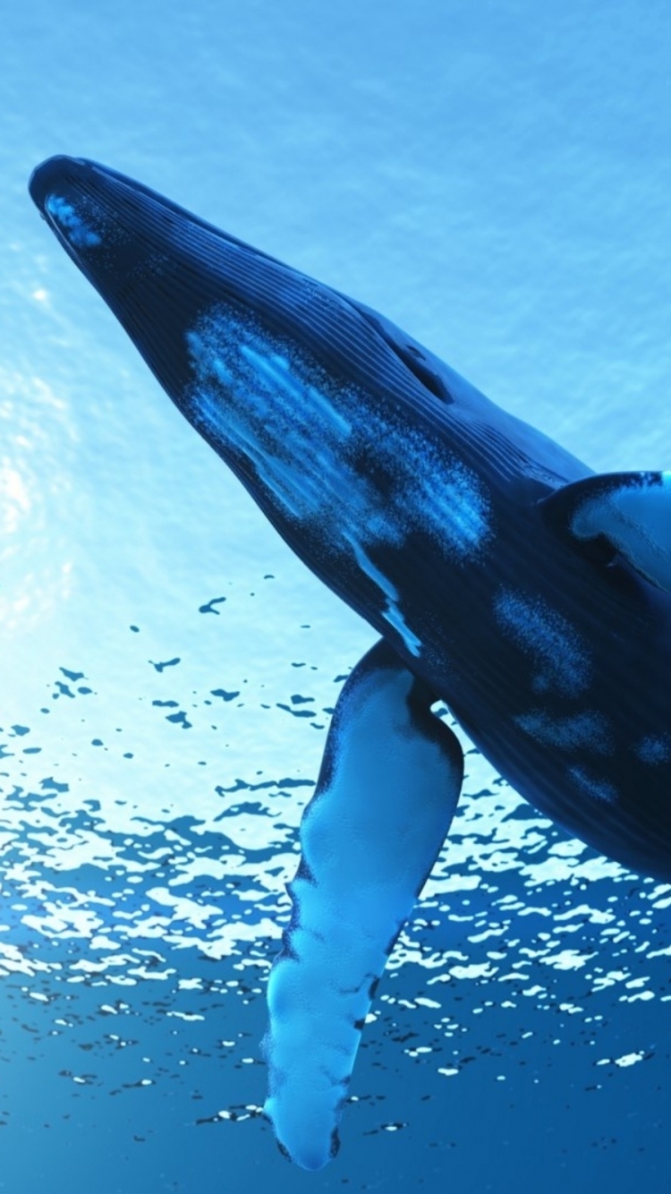 Samsung Whale Wallpaper Hd - 750x1334 Wallpaper - teahub.io