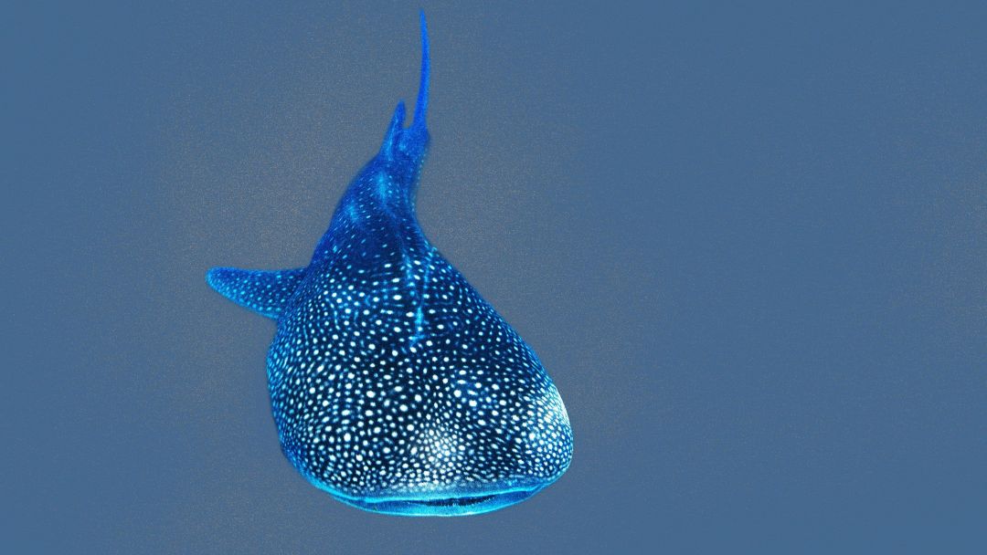 Android, Iphone, Desktop Hd Backgrounds / Wallpapers - HD Wallpaper 