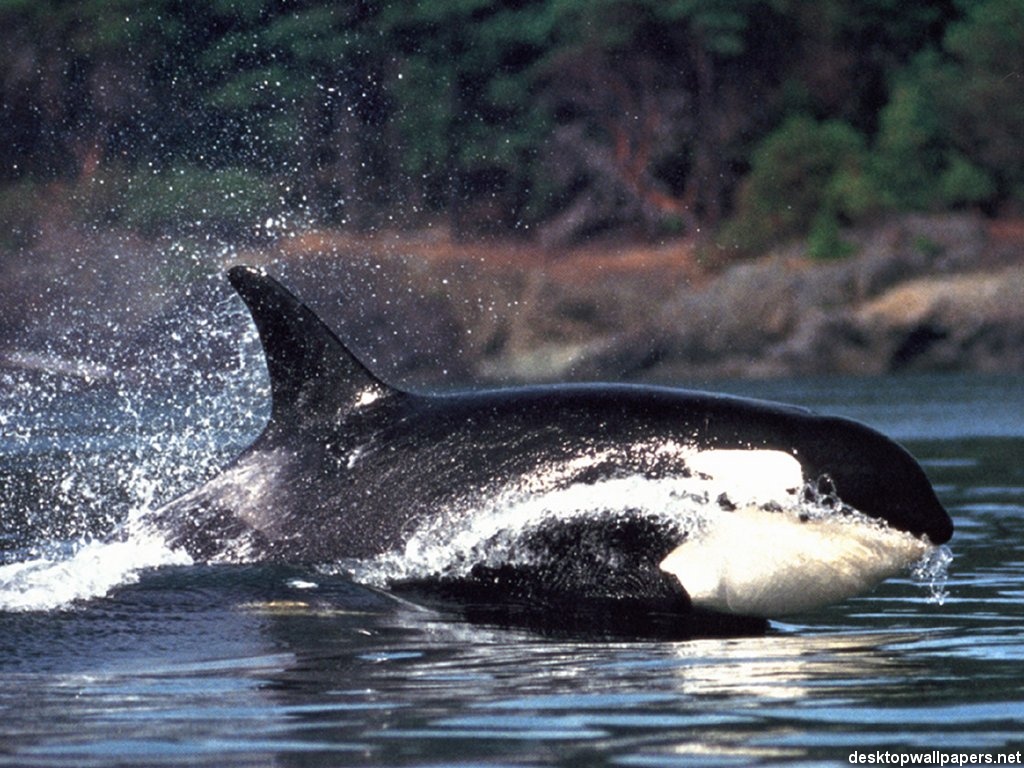 Killer Whale - HD Wallpaper 