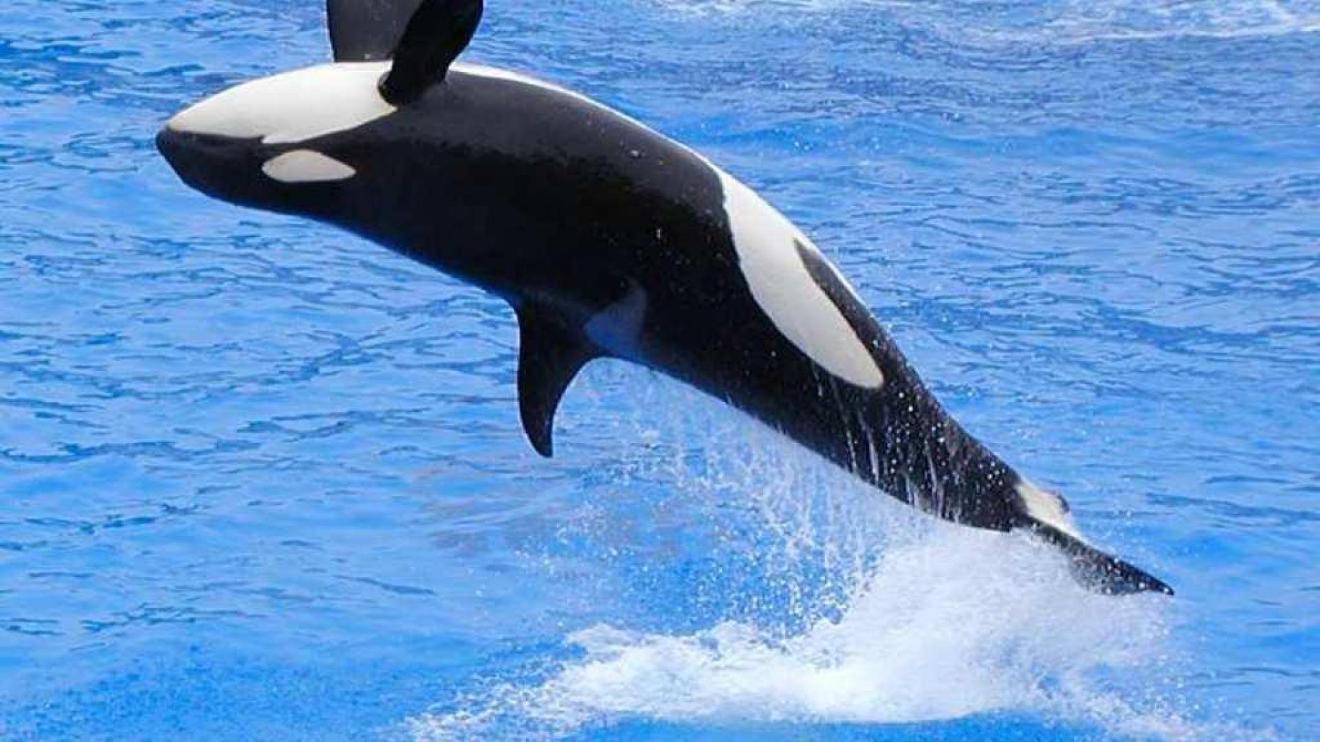 Killer Whale Wallpaper Hd Download Killer Whale Wallpaper - Whale Doing A Backflip - HD Wallpaper 