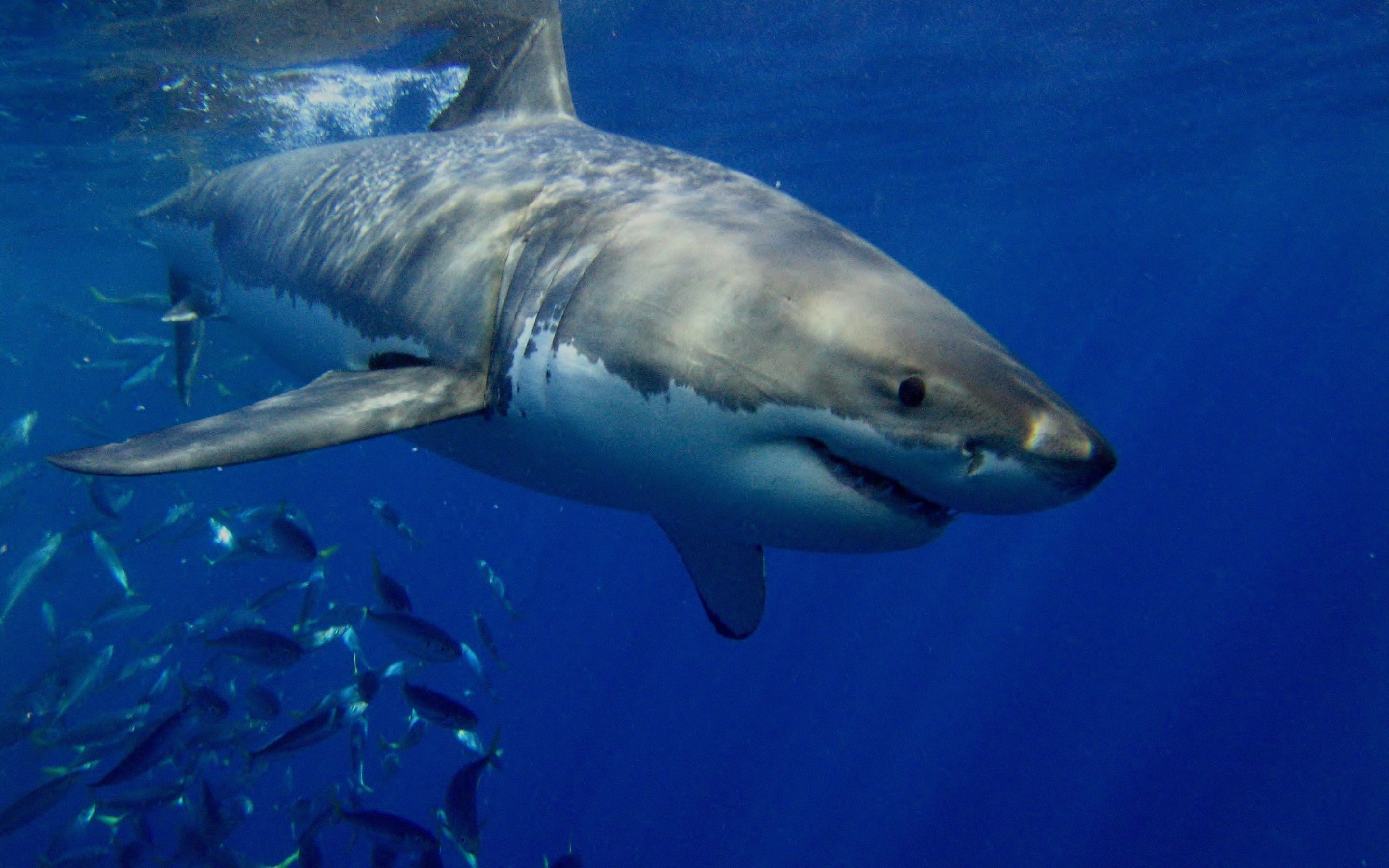 White Shark Hd Wallpapers 1 
 Data-src - Great White Shark Hd - HD Wallpaper 