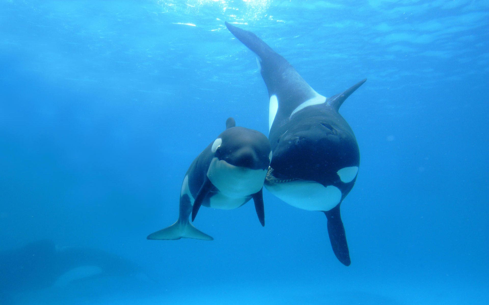 Killer Whale Wallpaper Iphone Wallpaper Pinterest Whales - Underwater Ocean Sea Animals - 1920x1200 Wallpaper Killer Whale Wallpaper Iphone Wallpaper Pinterest Whales - Underwater Ocean Sea Animals - 1920x1200 Wallpaper