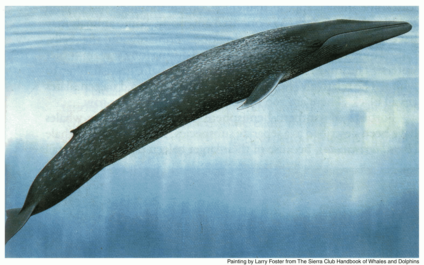 Download Hd Blue Whale Pc Wallpaper Id - L Animale Più Grande Del Mondo - HD Wallpaper 