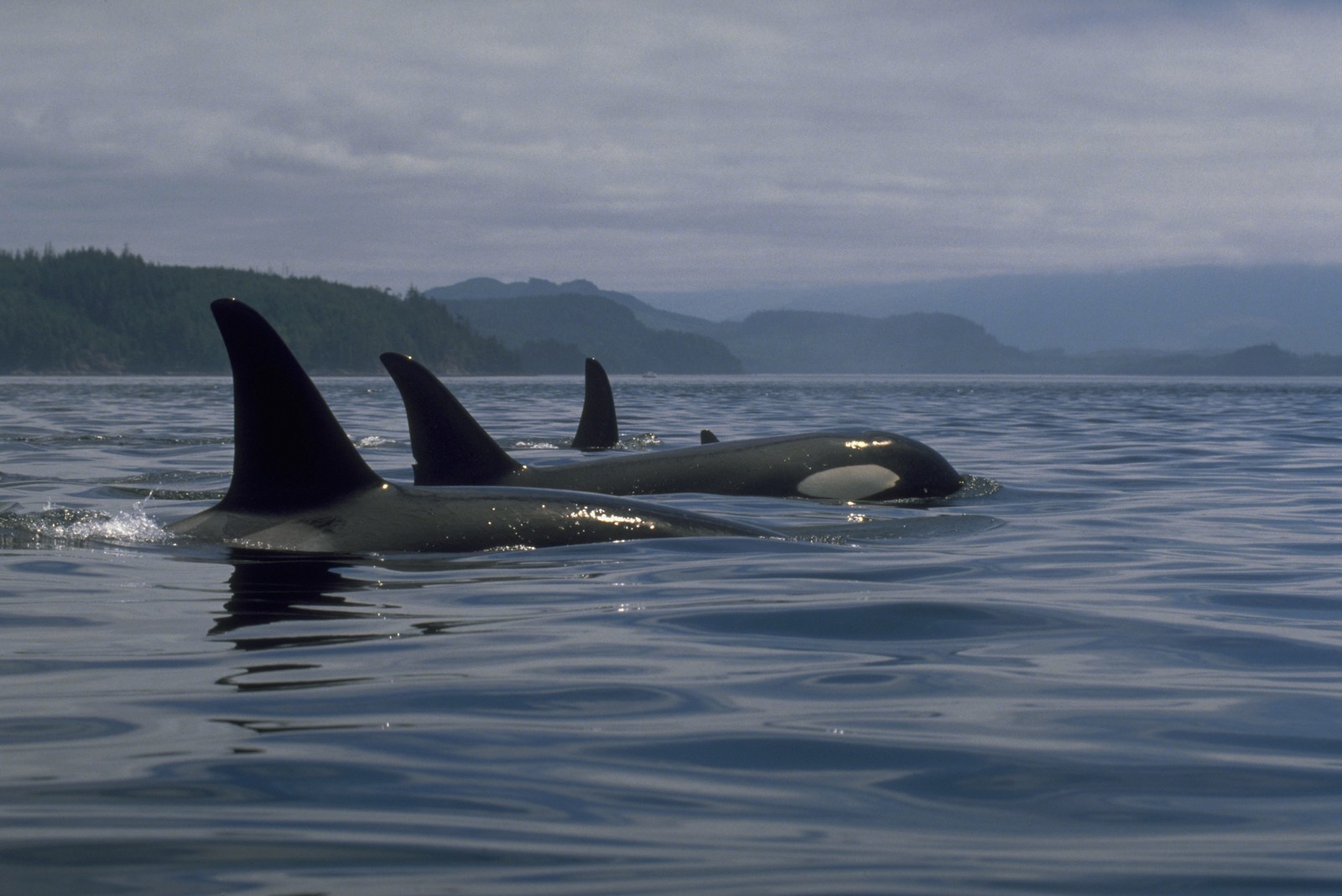 Killer Whale - HD Wallpaper 