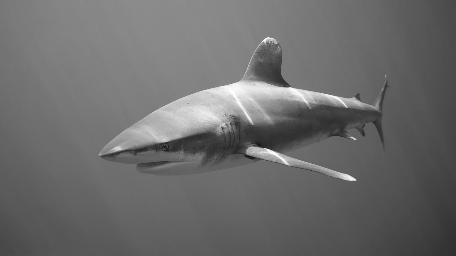 pic Black Great White Shark Wallpaper shark wallpaper in black and white